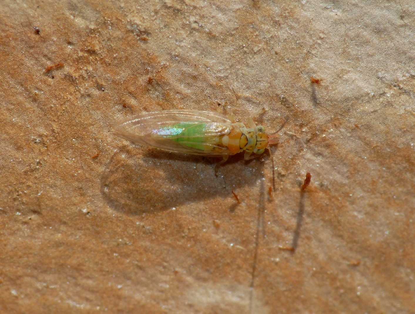 Glycaspis brimblecombei (Psyllidae)